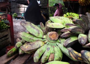 Pisang Liar Sumber Keragaman Genetik demi Ketahanan Pangan