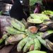 Pisang Liar Sumber Keragaman Genetik demi Ketahanan Pangan