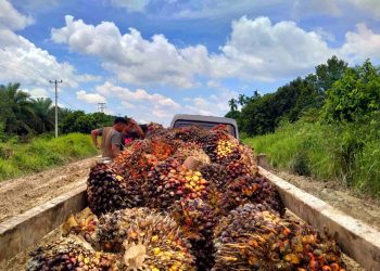 Ekspor Nonmigas Riau Tumbuh 8,14 Persen. Harga TBS Sawit Riau