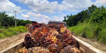 Ekspor Nonmigas Riau Tumbuh 8,14 Persen. Harga TBS Sawit Riau