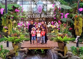 Wisata Bandung Orchid Forest Cikole Suguhkan 157 Jenis Anggrek di Hutan Pinus