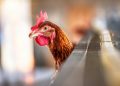 Pemprov Riau Dorong ASN Kelola Usaha Budidaya Ayam Petelur Skala Kecil