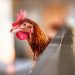 Pemprov Riau Dorong ASN Kelola Usaha Budidaya Ayam Petelur Skala Kecil