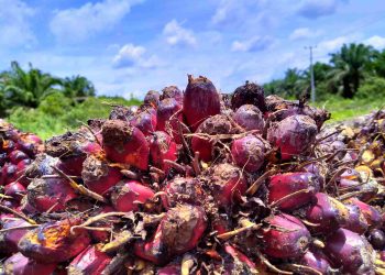 Samade Minta KPK Audit Keuangan Agrinas Palma Nusantara, Sebut Laba Tak Masuk Akal