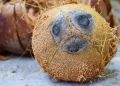 Harga Kelapa Inhil Anjlok Akibat Permintaan Global Melemah?