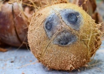 Harga Kelapa Inhil Anjlok Akibat Permintaan Global Melemah?