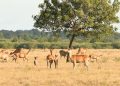 Taman Nasional Baluran, Africa van Java-nya Indonesia, Apa yang Unik?