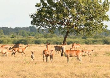 Taman Nasional Baluran, Africa van Java-nya Indonesia, Apa yang Unik?