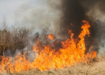 Cuaca Riau 21 Agustus 2026 Cerah Berawan, Hotspot di Pelalawan 35 Titik. Dampak Karhutla