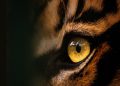 BBKSDA Riau Minta Warga Ikut Pantau Jejak Baru Harimau Sumatra di Inhil