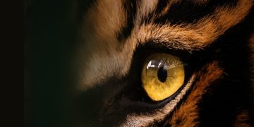BBKSDA Riau Minta Warga Ikut Pantau Jejak Baru Harimau Sumatra di Inhil