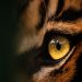 BBKSDA Riau Minta Warga Ikut Pantau Jejak Baru Harimau Sumatra di Inhil