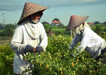 TPID Riau Sudah Mulai Petakan Komoditi Pangan Rawan Gejolak Harga saat Nataru