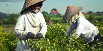 TPID Riau Sudah Mulai Petakan Komoditi Pangan Rawan Gejolak Harga saat Nataru