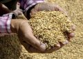 Dampak El Nino Mulai Hantui Produksi Beras Solok, RPB Bidik Banten untuk Jaga Stok