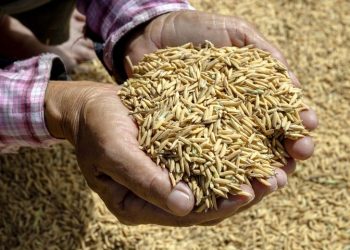 Dampak El Nino Mulai Hantui Produksi Beras Solok, RPB Bidik Banten untuk Jaga Stok