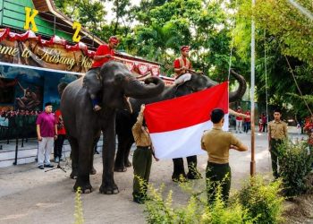 Gajah Sumatra Pengibar Bendera Meriahkan Upacara HUT RI Ke-81 di Kasang Kulim Zoo