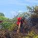 111 Tersangka Karhutla di Riau, Jikalahari Pertanyakan: Korporasinya Mana?