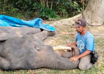 Kronologi Kematian Gajah Sumatra Diego di PLG Minas