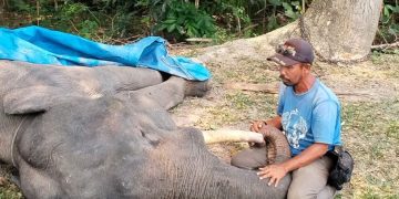 Kronologi Kematian Gajah Sumatra Diego di PLG Minas