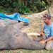 Kronologi Kematian Gajah Sumatra Diego di PLG Minas