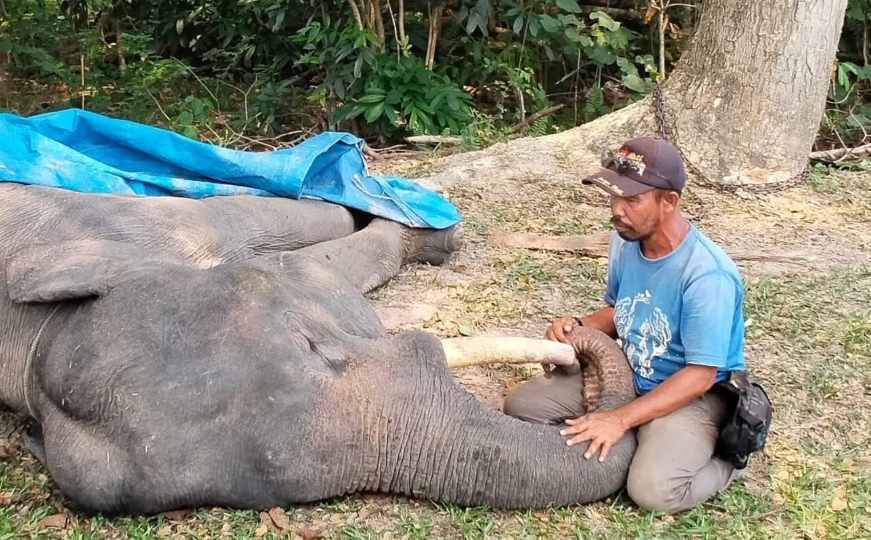 Kronologi Kematian Gajah Sumatra Diego di PLG Minas