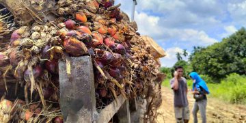 Harga CPO Pekan Ini Diproyeksi Tertekan akibat Stok Melimpah