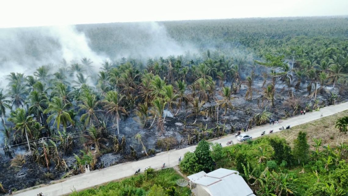 Kebun Kelapa Terbakar di Indragiri Hilir, Api Menjalar di Lahan Gambut