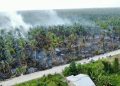 Kebun Kelapa Terbakar di Indragiri Hilir, Api Menjalar di Lahan Gambut