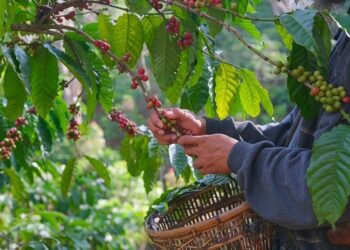 Kopi Gayo dan Tradisi Sanger yang Mendunia
