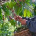 Kopi Gayo dan Tradisi Sanger yang Mendunia