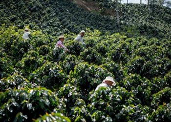 Agroforestri Jadi Kunci Selamatkan Kopi Sumatera dari Krisis Iklim