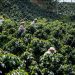 Agroforestri Jadi Kunci Selamatkan Kopi Sumatera dari Krisis Iklim