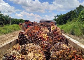 Petani sawit di Kota Dumai, Riau, sedang melansir TBS untuk dijual ke perusahaan | Foto: Bertuahpos / Melba Ferry Fadly.