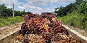 Petani sawit di Kota Dumai, Riau, sedang melansir TBS untuk dijual ke perusahaan | Foto: Bertuahpos / Melba Ferry Fadly.