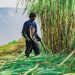 Rakyat Wajib Kantongi 30% Manfaat Industri Bioetanol