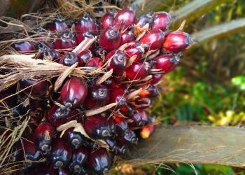 Dana PSR di Riau Naik Jadi Rp60 Juta per Hektare, Ini Aturannya