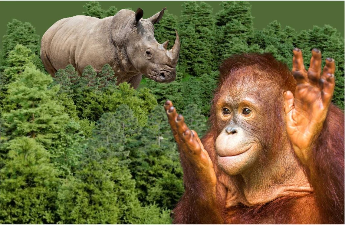 Badak Jawa Ujung Kulon dan Orang Utan Kalimantan Masuk Daftar Wisata Satwa Terbaik Dunia