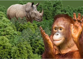 Badak Jawa Ujung Kulon dan Orang Utan Kalimantan Masuk Daftar Wisata Satwa Terbaik Dunia