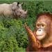Badak Jawa Ujung Kulon dan Orang Utan Kalimantan Masuk Daftar Wisata Satwa Terbaik Dunia