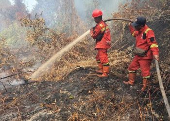 Data Luasan Lahan Terbakar di Pekanbaru 2026