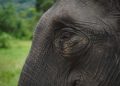 Koalisi Untuk Gajah Pelalawan Desak PN Serius Tangani Perkara Perdagangan Gading Gajah
