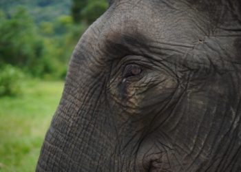 Koalisi Untuk Gajah Pelalawan Desak PN Serius Tangani Perkara Perdagangan Gading Gajah