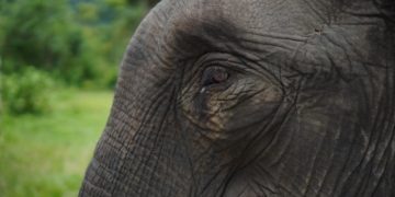 Koalisi Untuk Gajah Pelalawan Desak PN Serius Tangani Perkara Perdagangan Gading Gajah