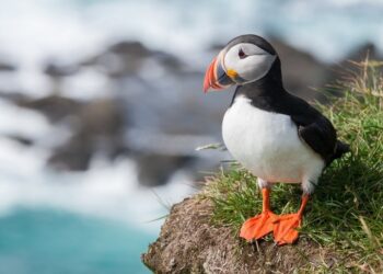 Populasi Burung Puffin dalam Ancaman Akibat Pemanasan Global