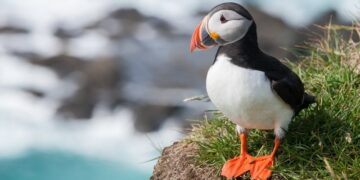 Populasi Burung Puffin dalam Ancaman Akibat Pemanasan Global