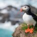 Populasi Burung Puffin dalam Ancaman Akibat Pemanasan Global