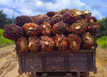 Harga TBS Mitra Swadaya Riau Turun jadi Rp3.603,92/Kg