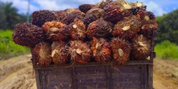 Harga TBS Mitra Swadaya Riau Turun jadi Rp3.603,92/Kg