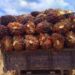 Harga TBS Mitra Swadaya Riau Turun jadi Rp3.603,92/Kg